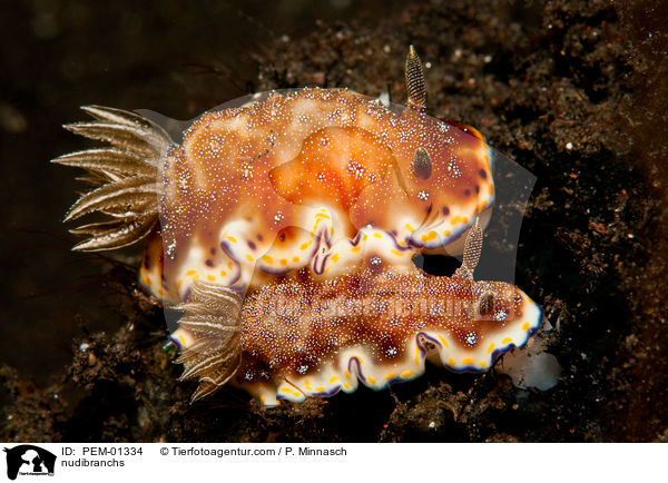 Nacktschnecken / nudibranchs / PEM-01334