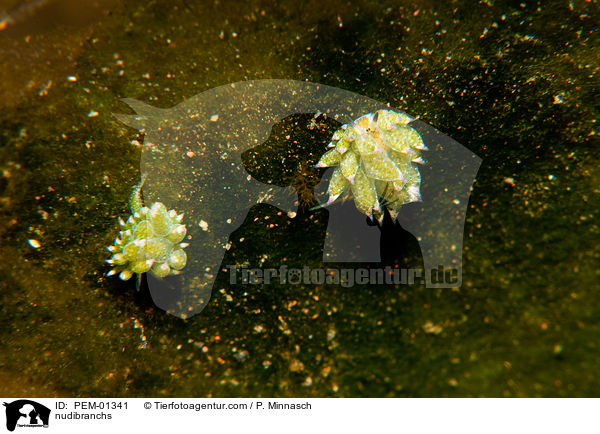 Nacktschnecken / nudibranchs / PEM-01341