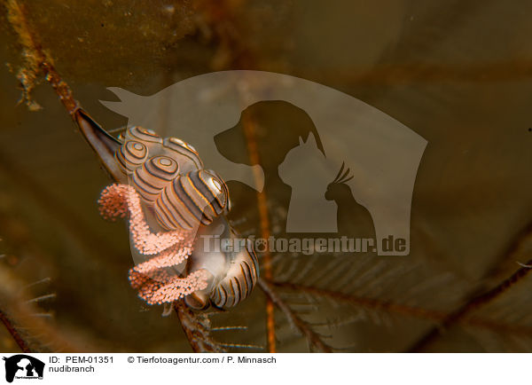 Nacktschnecke / nudibranch / PEM-01351