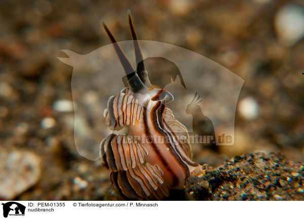 Nacktschnecke / nudibranch / PEM-01355