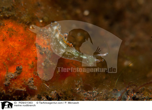 Grne Sackzungenschnecke / marine nudibranch / PEM-01363