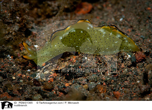 Nacktschnecke / nudibranch / PEM-01365