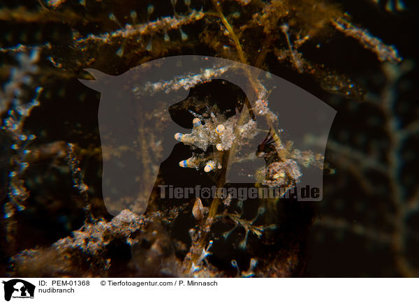 Nacktschnecke / nudibranch / PEM-01368