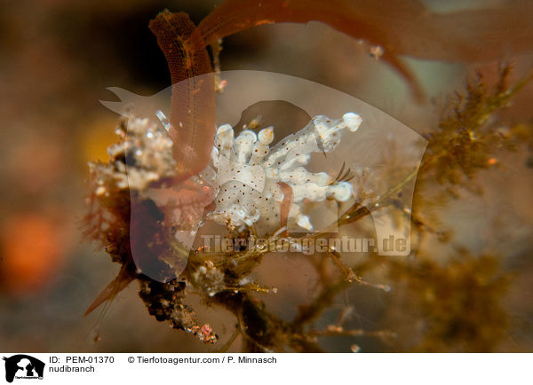 Nacktschnecke / nudibranch / PEM-01370