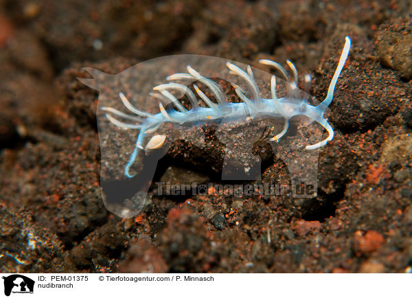 Nacktschnecke / nudibranch / PEM-01375