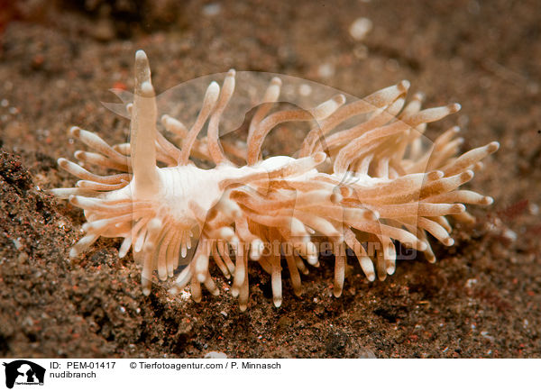 Nacktschnecke / nudibranch / PEM-01417