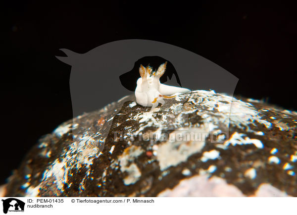 Nacktschnecke / nudibranch / PEM-01435