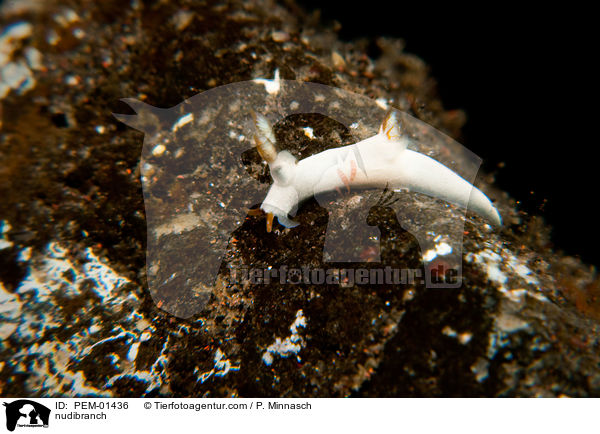 Nacktschnecke / nudibranch / PEM-01436