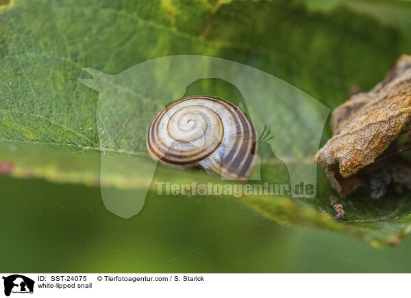 Garten-Bnderschnecke / white-lipped snail / SST-24075