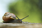 Smaller Banded Snail
