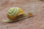 Smaller Banded Snail