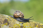 Smaller Banded Snail