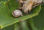 white-lipped snail