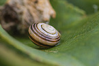 white-lipped snail
