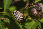 white-lipped snail