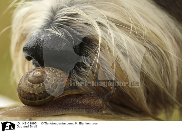 Hund und Schnecke / Dog and Snail / KB-01895