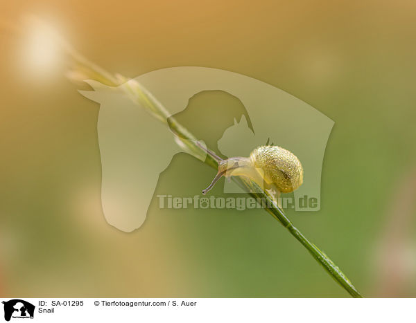 Snail / SA-01295
