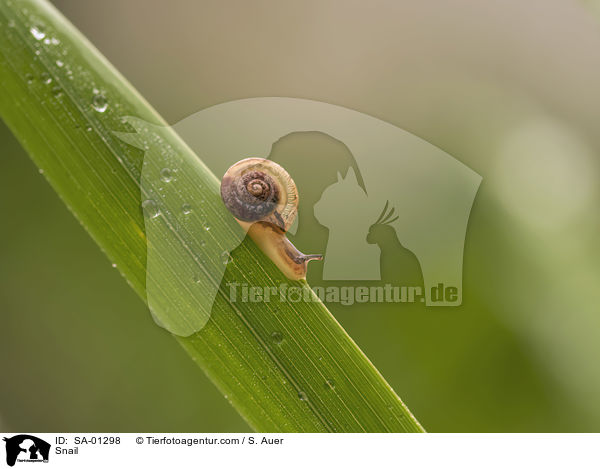Schnecke / Snail / SA-01298