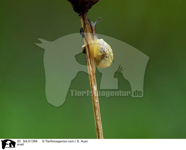 Schnecke / snail / SA-01366