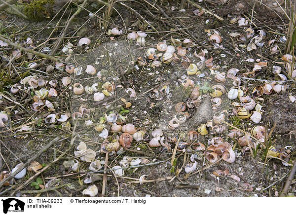 Schneckengehuse / snail shells / THA-09233