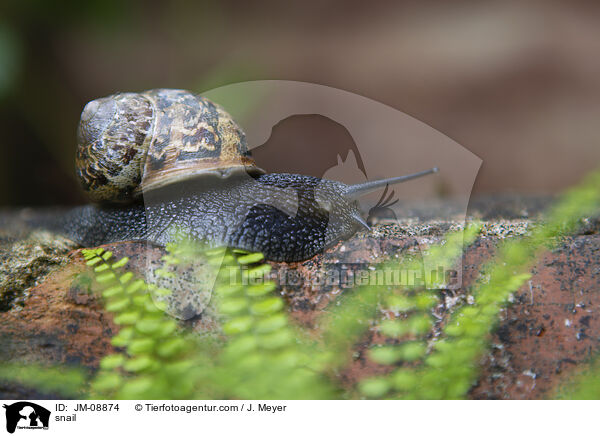 snail / JM-08874