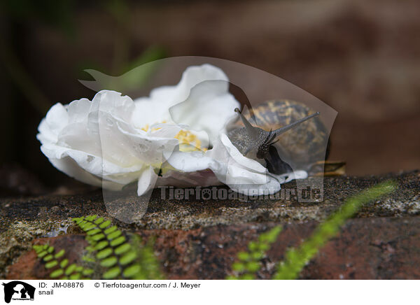 snail / JM-08876