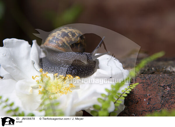 snail / JM-08878