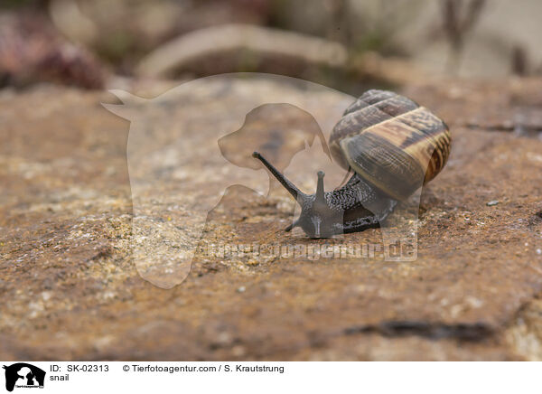 snail / SK-02313