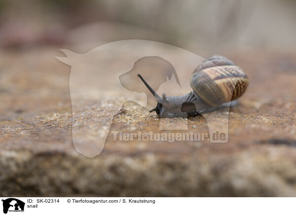 snail / SK-02314
