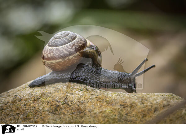 snail / SK-02317