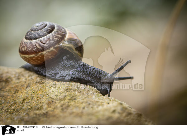 snail / SK-02318