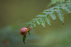 snail