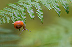 snail