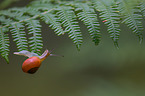 snail