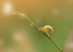 Snail
