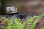 snail