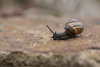 snail