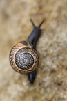 snail