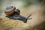 snail
