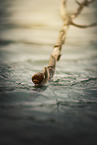 snail