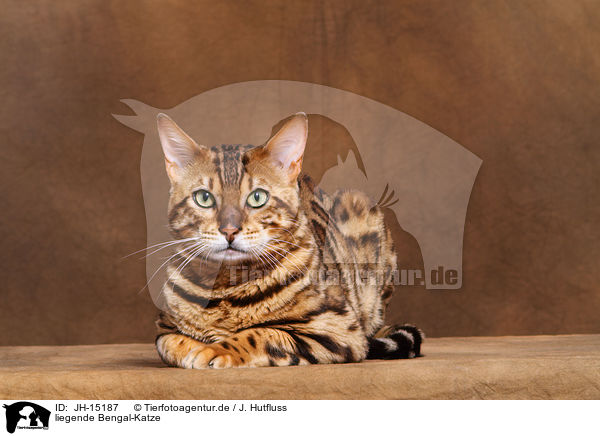 liegende Bengal-Katze / lying Bengal cat / JH-15187