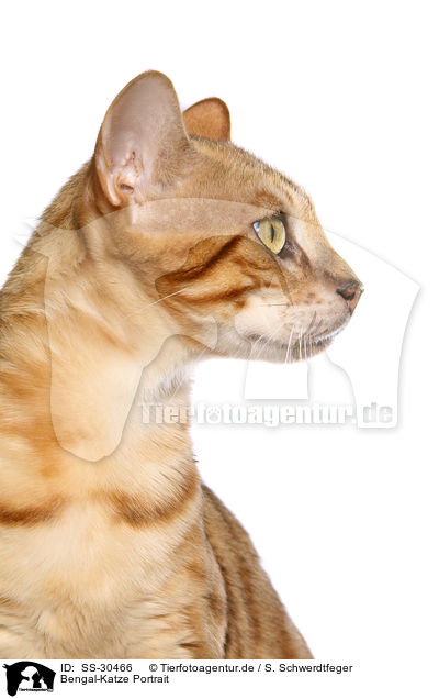 Bengal-Katze Portrait / Bengal cat portrait / SS-30466