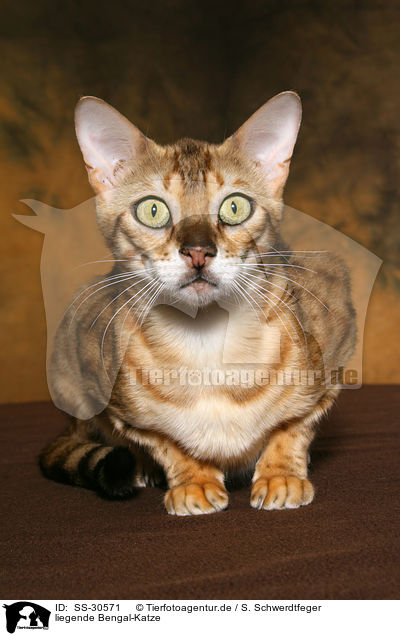 liegende Bengal-Katze / lying Bengal cat / SS-30571