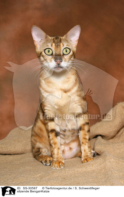 sitzende Bengal-Katze / sitting Bengal cat / SS-30587
