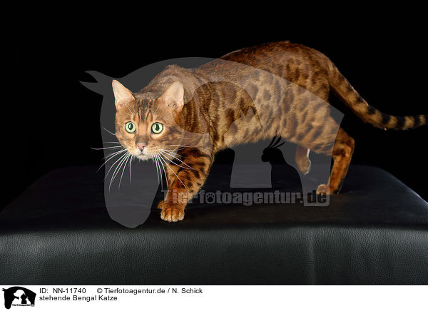 stehende Bengal Katze / standing Bengal Cat / NN-11740