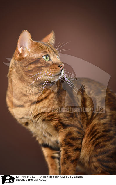 sitzende Bengal Katze / sitting  Bengal cat / NN-11762