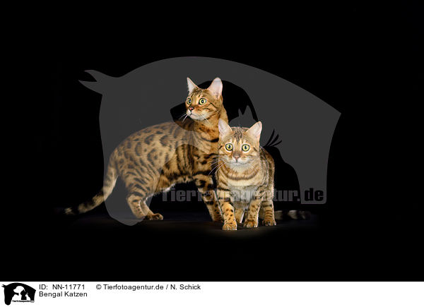 Bengal Katzen / Bengal Cats / NN-11771
