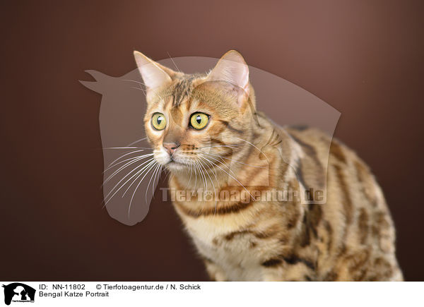 Bengal Katze Portrait / Bengal cat portrait / NN-11802
