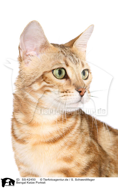 Bengal Katze Portrait / Bengal Cat Portrait / SS-42450