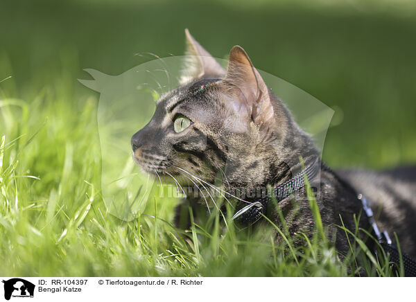 Bengal Katze / Bengal Cat / RR-104397